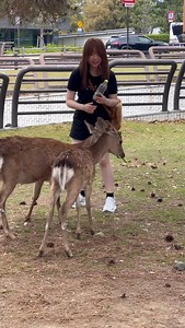 407 reactions | The budding of life and bonds of the heart with the deer of Nara #narapark #japantravel #babydeer #deer | NARA DEER | Facebook