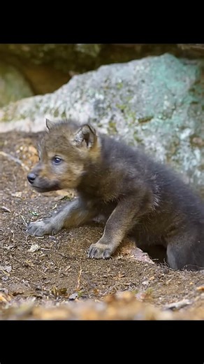 WondersOfJungle | Wolf pups | Instagram