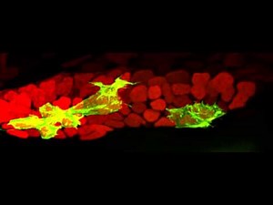Mosaic-labelling of lateral line migration in zebrafish