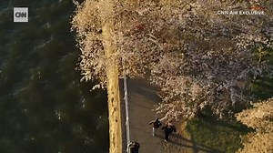 Washington DC's famous cherry blossoms bloomed earlier than predicted this spring. This drone footage captured them at their peak. https://cnn.it/3cPCYIU | CNN