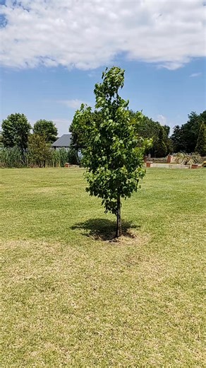 Book for your sip and paint session and toast to sisterhood , self-love and creativity. 🎀🎀 Bookings at : Message Mpho Mokhema on WhatsApp. https://wa.me/27623262798 Limited space available. @highlight | Mpho Mokhema