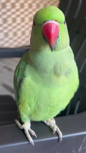 Talking Parrots: A Fascinating Showcase of Intelligence