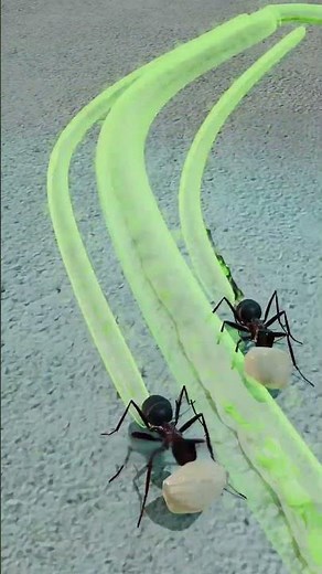 How Ant Death Spirals Happen 😨 #shorts