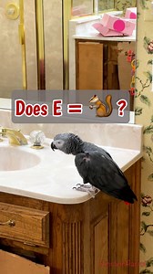 Einstein is cracking the code of the universe, one squirrel at a time. 🤣 From MC Squirrel to MC Squared, he’s serving science, chaos, and "whateverrr" energy. The smartest (and sassiest) little professor around! #ScienceExplained #theoryofeverything #fblifestyle | Einstein the Talking Texan Parrot