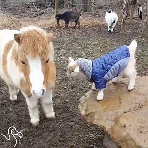 4.1M views · 12K reactions | This little goat has the best wardrobe — no wonder he's so popular! | The Dodo | Facebook