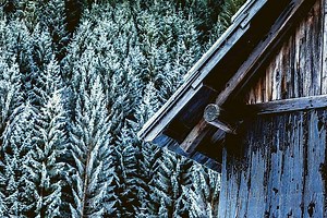 Where To Buy Logs For Log Cabin? 2026