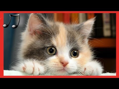 Entspannungsmusik für Katzen 🐱 Schlafmusik für Katzen 💤 Ihre Katze wird es Ihnen danken 2024