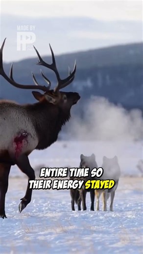 Epic Wolf Pack Hunt: GoPro Captures Every Moment!