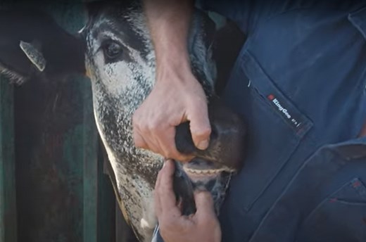 Ageing cattle by their teeth - FutureBeef