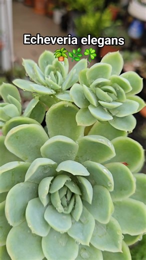 Echeveria elegans with offsets ☘️🌿🪴 #bikolanahardinera #succulents #fblifestyle #plantas #garden #plants #plantsmakepeoplehappy | Bikolanahardinera