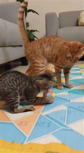 Two cats playing with a child 😱😱 #vairalvideo #funny #vairalshort #cat #baby #love