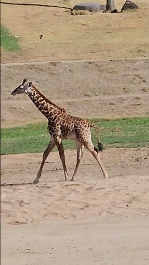 The Sweetest Little Giraffe at the Safari Park