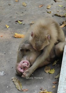 801K views · 2.2K reactions | What Happened on Monkey Baloo! Monkey....is A-tt-cac king b-ite on Monkey Abandoned Baloo, So Pity Monkey Baloo he is Crying And Angry.... | Lovely Monkey | Facebook
