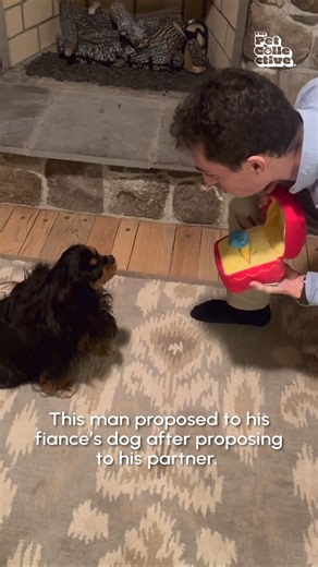If he doesn't also propose to the dog then we don't want him! 😤💍 (Via - Rachel R.) #Dogs #Funny #Cute #Proposal | The Pet Collective