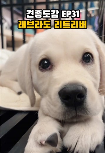 래브라도 리트리버: 사랑스러운 반려견 소개