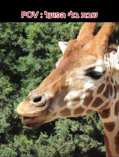 Giraffe Close-Up: Nature's Gentle Giant Feeding