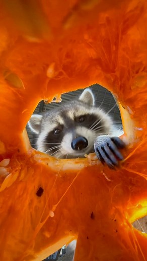 597K views · 14K reactions | Pumpkin Carving: The Immersive Experience Audio recommended for full viewing pleasure | Juniper Fox | Facebook