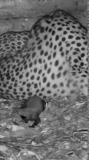 54K views · 160 reactions | Kathrine Sørland spår vill prislapp på Durek og Märtha-bryllup  | Nettavisen | Facebook