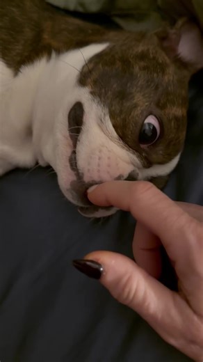 big boy teefs #bostonterrier #dog #puppy #dogsoftiktok #CapCut