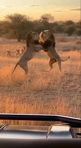 "Battle for the Crown! 🦁👑 Two Alpha Lions Fight for Pride #Shorts"