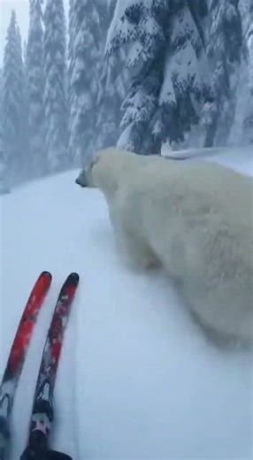 NO WAY😂 Watch this polar bear fail hilariously #viral #funny #bear