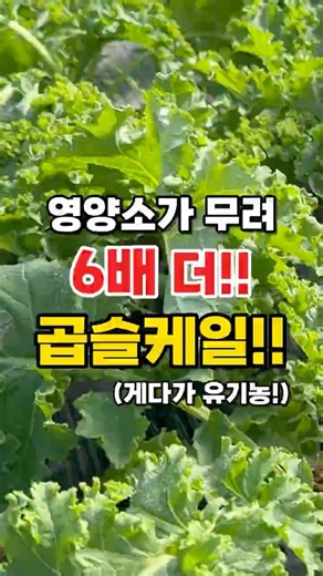 6배 더 건강하게!! 유기농 컬리 케일 곱슬 케일💚