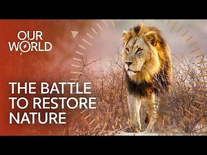A New Wild Kingdom Rises In Namibia (4K Documentary)