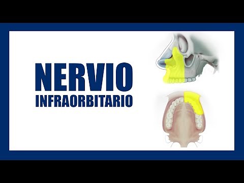 Técnica de anestesia Nervio infraorbitario