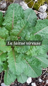 164K views · 1.7K reactions | La laitue vireuse (Lactuca virosa) est...