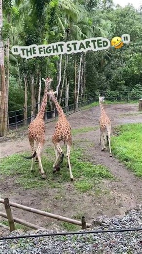 The third giraffe really said “not my problem”🦒🦒🦒😅#animals #funnyanimals #shorts #wildlife