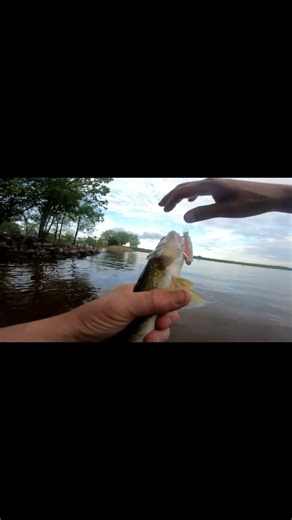 #fishing #walleye #shortsvideo #short #shorts