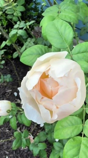 Comte de Champagne Rose in Bloom 🌸 Austin, Texas | April Garden
