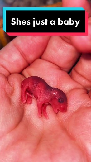 Perinatal baby mouse checkup! 🐭