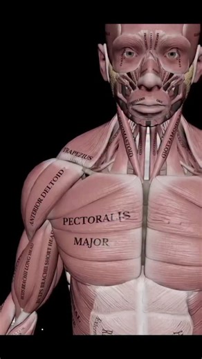 EISHA KHAN SPT on Instagram: ""Turning power from the inside out 🔄💪 | Internal rotation isn’t just movement—it’s stability, strength, and function at its core! 🦴✨" #PhysioFactsDaily #InternalRotation #ShoulderAnatomy #MusclePower #PhysioFactsDaily PhysiotherapyEducation MoveBetter AnatomyInMotion PhysioLife JointHealth StrengthAndStability"