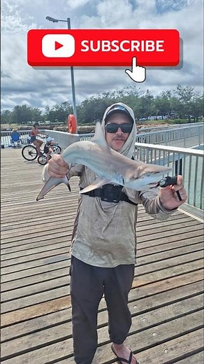 Catching a Blacktip Shark off the Wharf in Darwin - #fishing #shark #shorefishing #catchandrelease