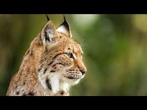 Le Lynx boréal: 5 choses a savoir sur cette animal