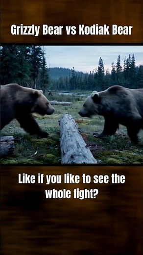 Grizzly Bear vs Kodiak Bear – Who’s Will Win?