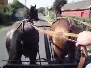 Fogathajtás Eladó ló eladó lovak eladó hintó Papp tanya lovai