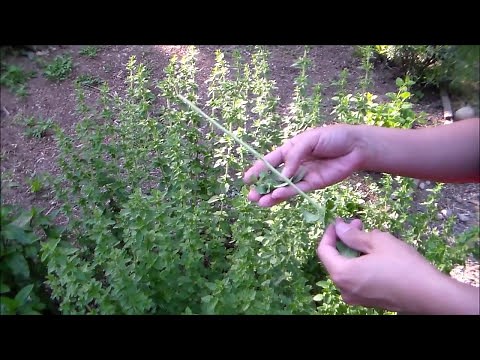 Harvesting Herbs and Air Drying-Oregano