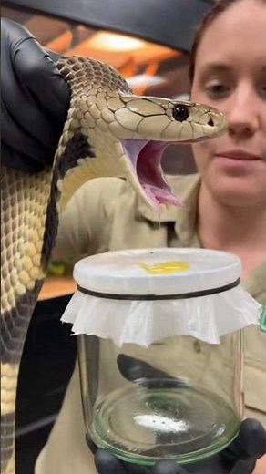 Hungry Python Feeding Time 🐍😳 | Snake Feeding Video. #snake #python #shorts