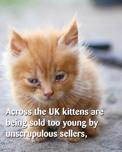 3.4K reactions · 214 shares | Without their mums, abandoned kittens struggle to survive. Please donate now to help save their lives. | Cats Protection | Facebook