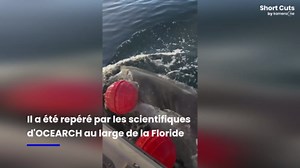 Un grand requin blanc record capturé et marqué en Floride