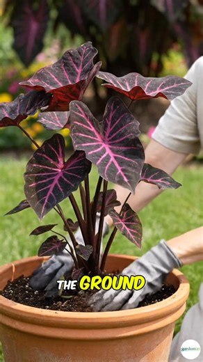Rare Giant Red-Black Caladium—massive leaves, exotic red veins on deep black 🌿🔥 Ultra-rare collector’s piece that makes your garden unforgettable. 👉 DROP “ZEN” and we’ll DM you the link instantly! #gardenizi #rareplants #giantcaladium #rarecaladium #uniquefoliage #collectorplants #exoticgarden #plantlovers #gardeninglife | Garden Lovers