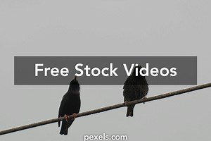 Crows Flying Videos, Download The BEST Free 4k Stock Video Footage & Crows Flying HD Video Clips