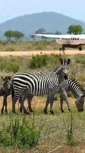 2.7K reactions · 70 shares | A zebra decided to entertain us with a...