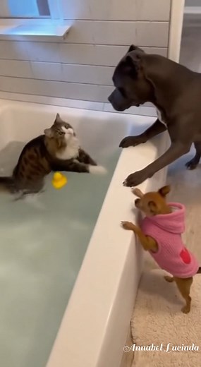 Bruno’s comeback after the balloon incident 💥😂🐾 (Funny, connected to the last video, and perfect for continuity in your “Bruno & Princess” universe.) After the balloon chaos… Bruno made his comeback! 😂💦🐶 Tobi was just playing with the rubber duck 🛁🐥 But Bruno had other plans 😎🐾💥 Now Princess can’t stop laughing — and the bathroom? Completely soaked 😭💦 🎬 AI-created scene made for laughter, fun, and pure cuteness! #funnypets #catvsdog #aiadorable #PetComedyClub #DogsOfFacebook #catso