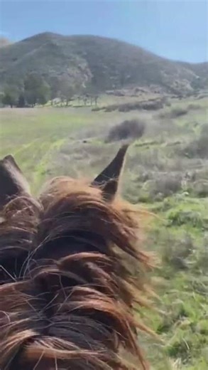 Peruvian Paso beautiful animals horses show horses. #gatedhorses #paso #peruvianpaso #peru