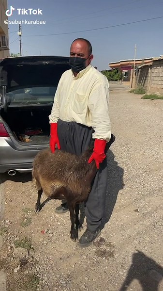 Transporting a Goat: Step-by-Step Guide