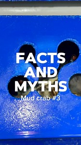 🦀 **Mud Crab Facts vs. Myths** 🌊 Mud crabs are fascinating creatures, but how much do you really know about them? Let’s dive into some common myths and uncover the truth! From their habitats to their unique behaviors, get ready to separate fact from fiction. Whether you’re a seafood lover or just curious about marine life, this reel is packed with surprising insights! **Curious about aquaculture? Thinking of diving into this thriving industry as a career?** ⁠ ⁠ **Get in touch with us today!** 