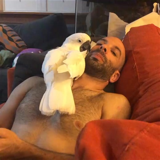 38 reactions | When your bestie’s got wings 列 #birdonarm #trendingpost #petcare #cute #moluccan #pets #cockatoo #cockatoodance | birdcockatoo | Facebook